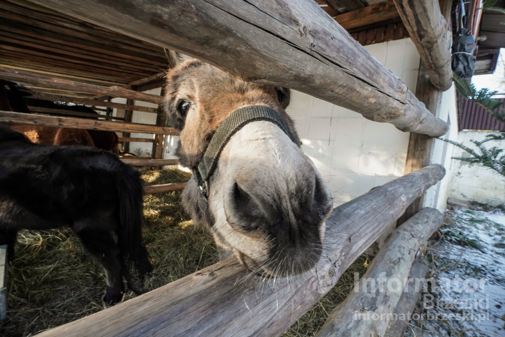 Żywe szopki w Powiecie Brzeskim / 2025/ – sprawdź lokalizacje!