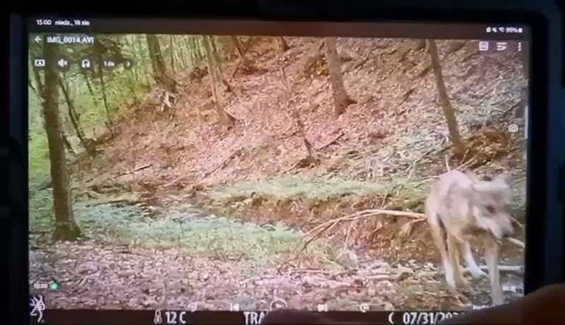 Wilczyca z młodymi w lesie okocimskim / video