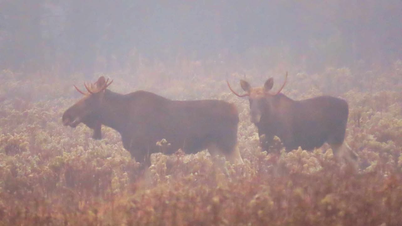 Trzy łosie w Borzęcinie / zdjęcia i video