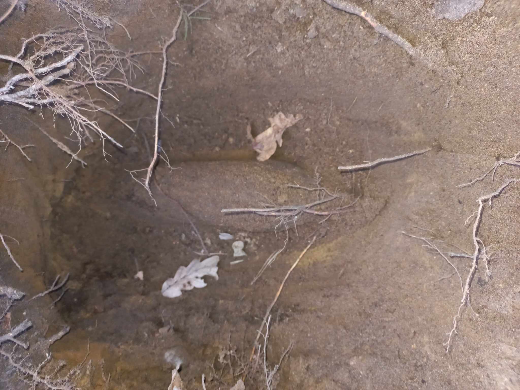 Szczepanów. 2 niewybuchy w lesie / 23 lutego 2025 r.