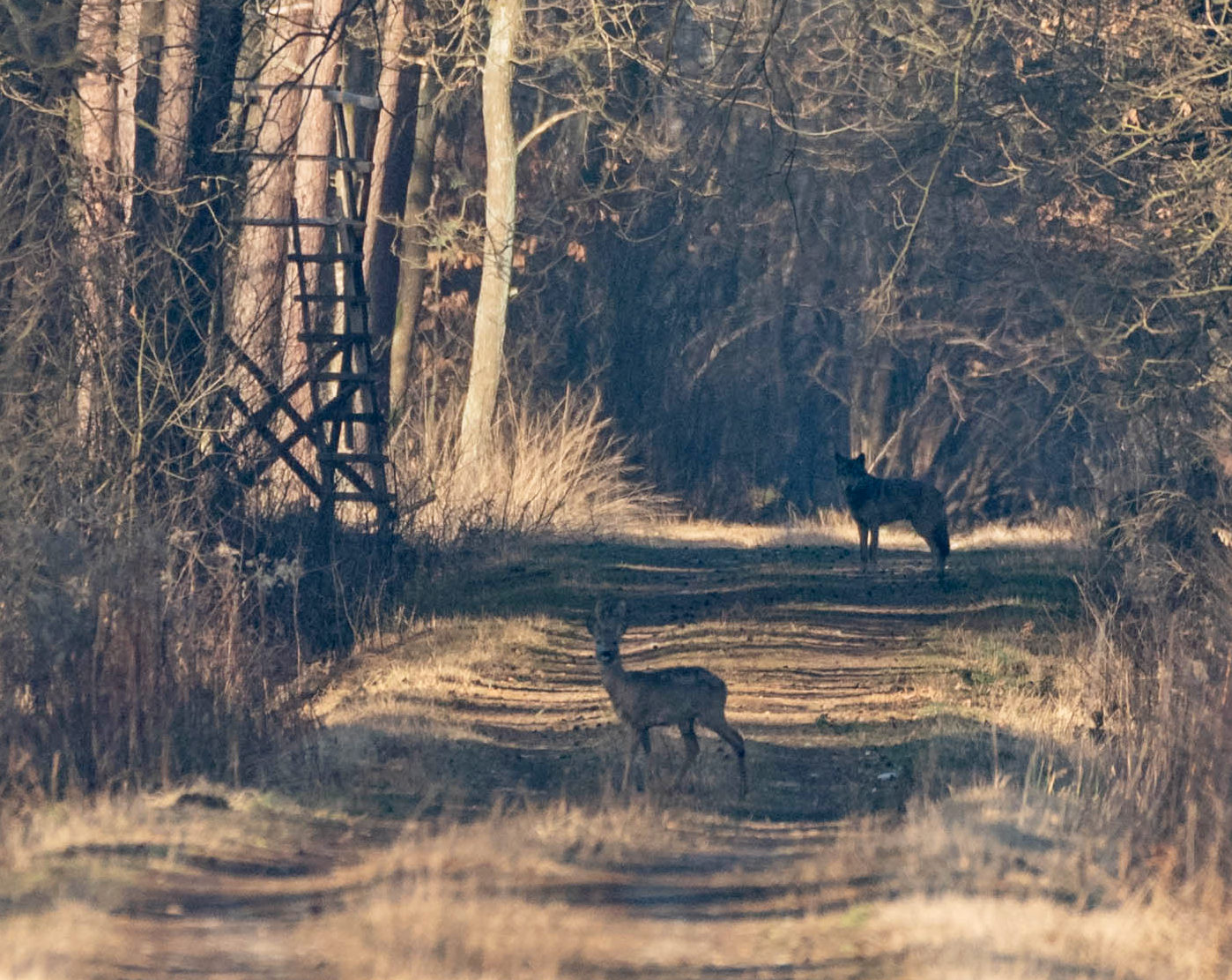 Wilk w Lasach Wierzchosławickich. Niezwykłe ujęcie z młodą sarną