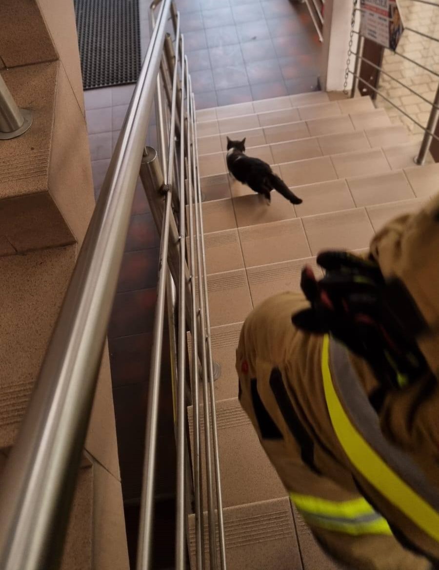Kot uwięziony w sklepie. Nietypowa akcja strażaków ze Szczurowej