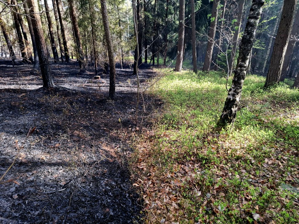 Potężny pożar lasu w Rajbrocie. W akcji ponad 140 strażaków! / 17 kwietnia 2025 r.