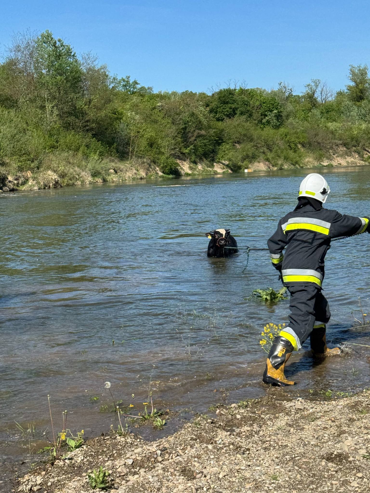 Niedomice. Byk wpadł do Dunajca! / zdjęcia