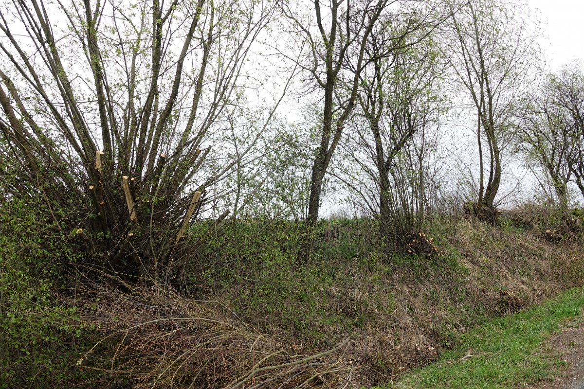 Wycinka samosiejek na terenie Gminy Dębno