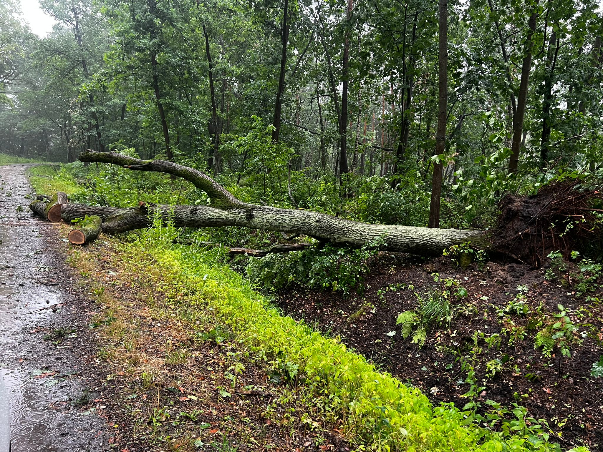 Leśnicy usuwają połamane drzewa w Leśnictwach Bielcza i Wierzchosławice
