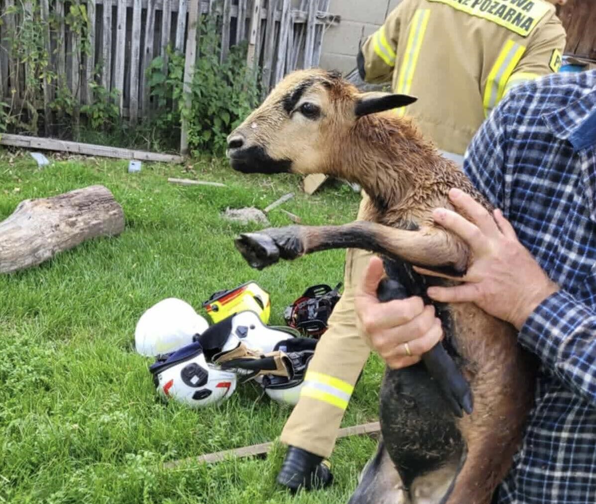 Perła. Owca w szambie!