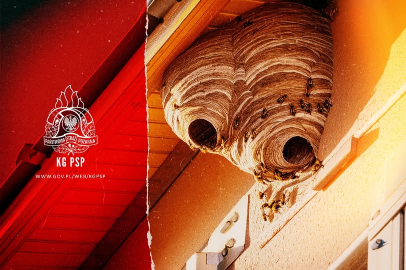 Letnie zagrożenie – owady wokół domów