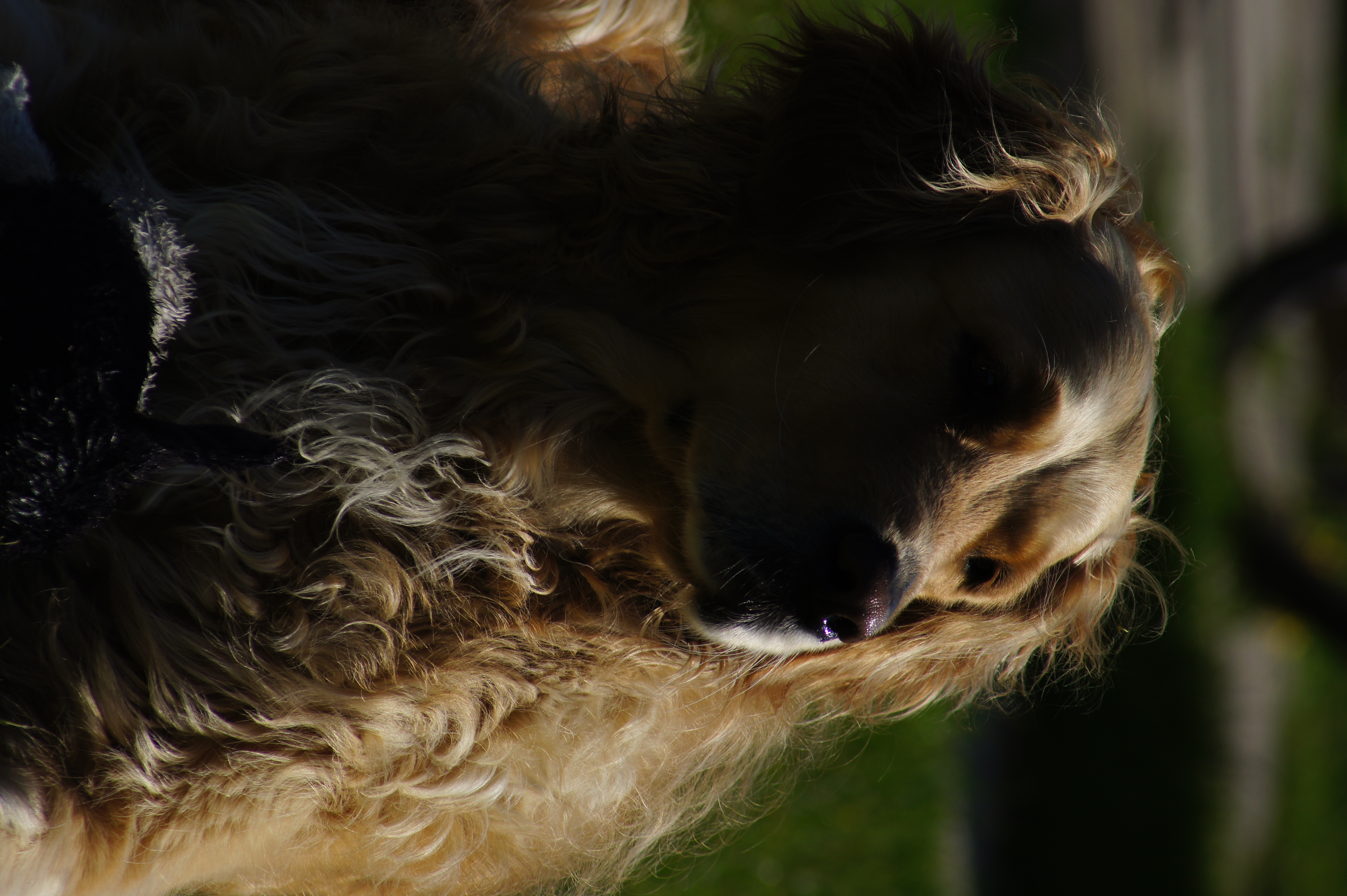 Dzisiaj obchodzimy Dzień Psa