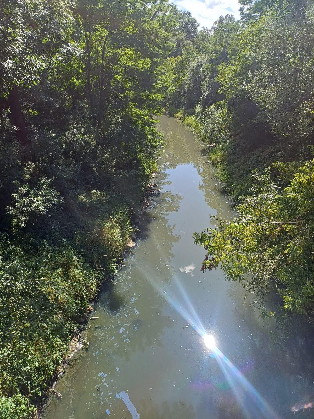 Brzesko. Setki martwych ryb i okropny smród! To obraz Uszwicy w ostatnich dniach.