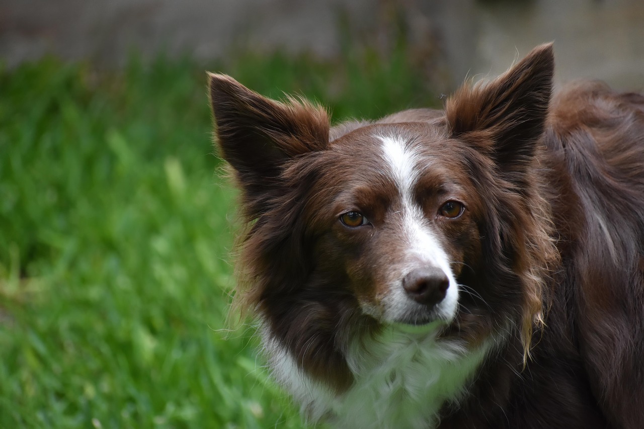 Pies skonał w męczarniach! Wstrząsające zaniedbanie dyrektora z Zakładów Mechanicznych w Tarnowie