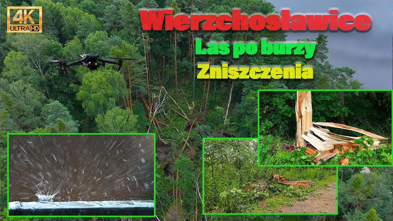 Las po nawałnicy. Niezwykłe ujecia z Lasów Wierzchosławickich