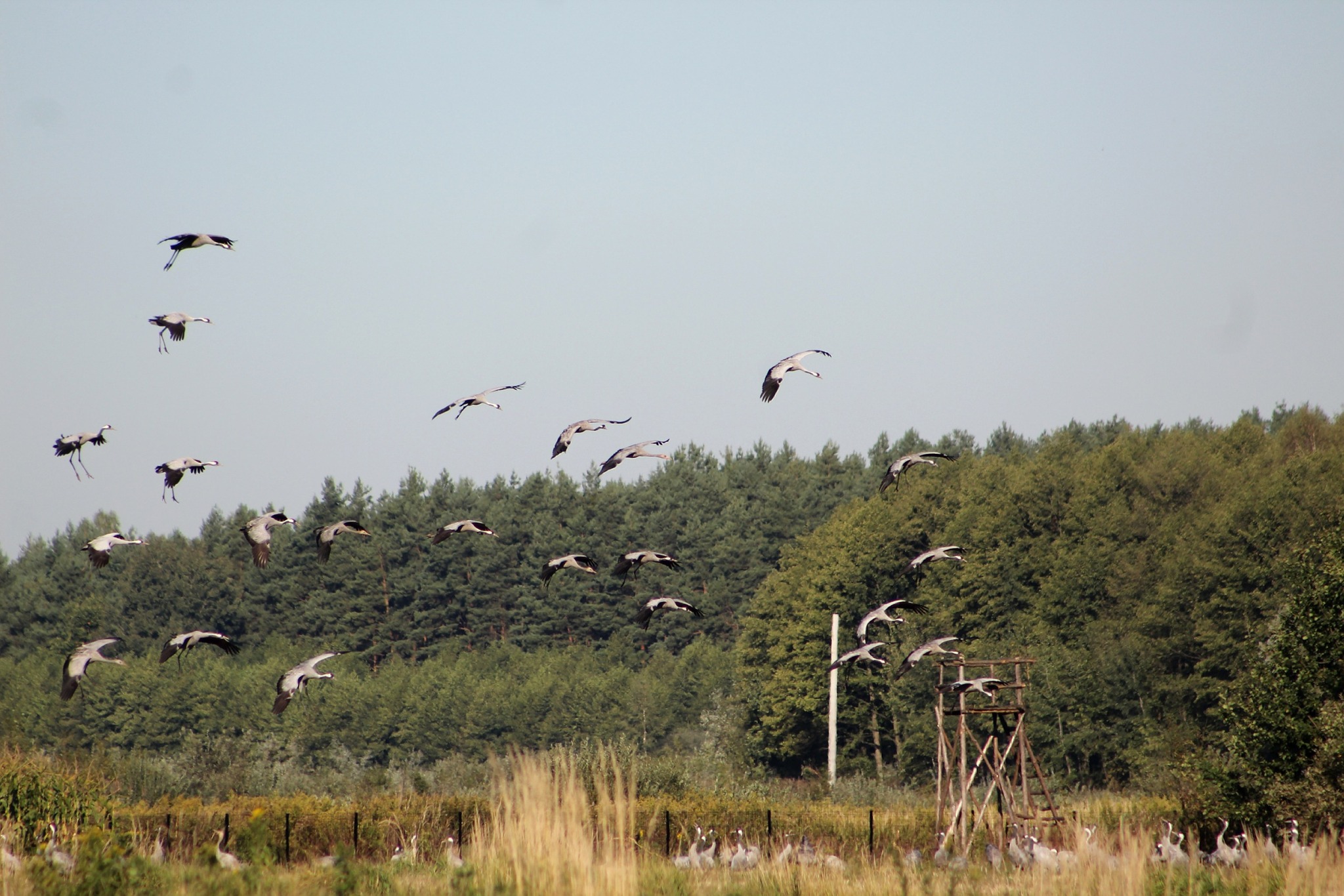 Niedzieliska. Setki żurawi odpoczywały przed dalszą drogą