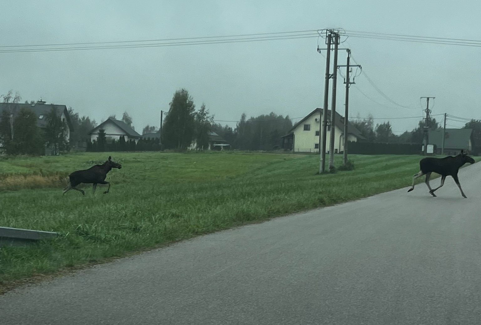 POTĘŻNE łosie w Sterkowcu / zdjęcia i video