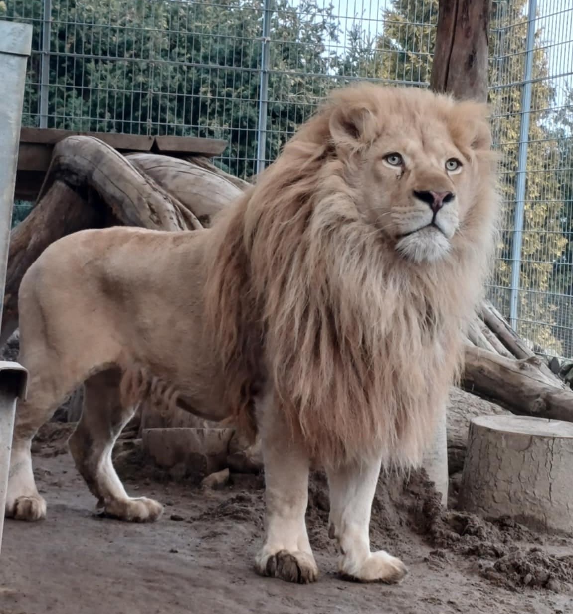 Mieszkaniec Czchowa nielegalnie posiadał i przetrzymywał lwy oraz tygrysa