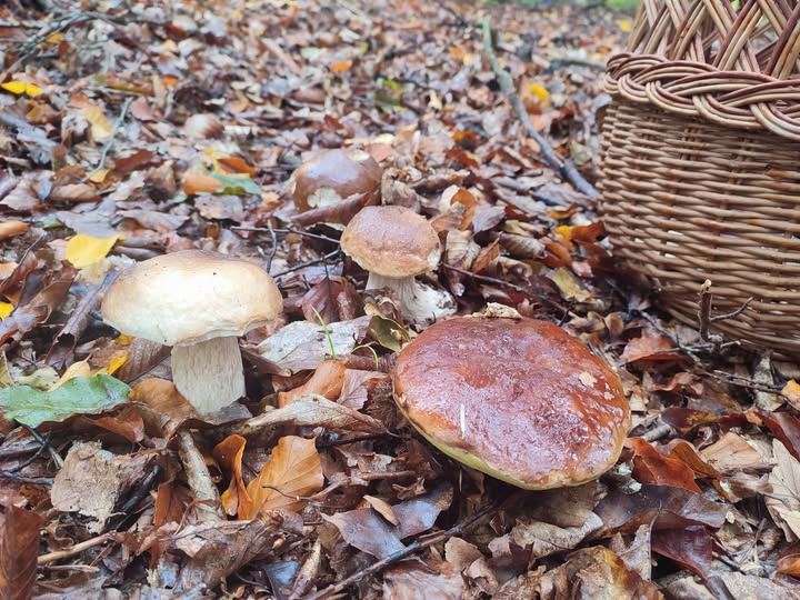 Z koszykiem do lasu – brzescy leśnicy zachęcają do grzybobrania