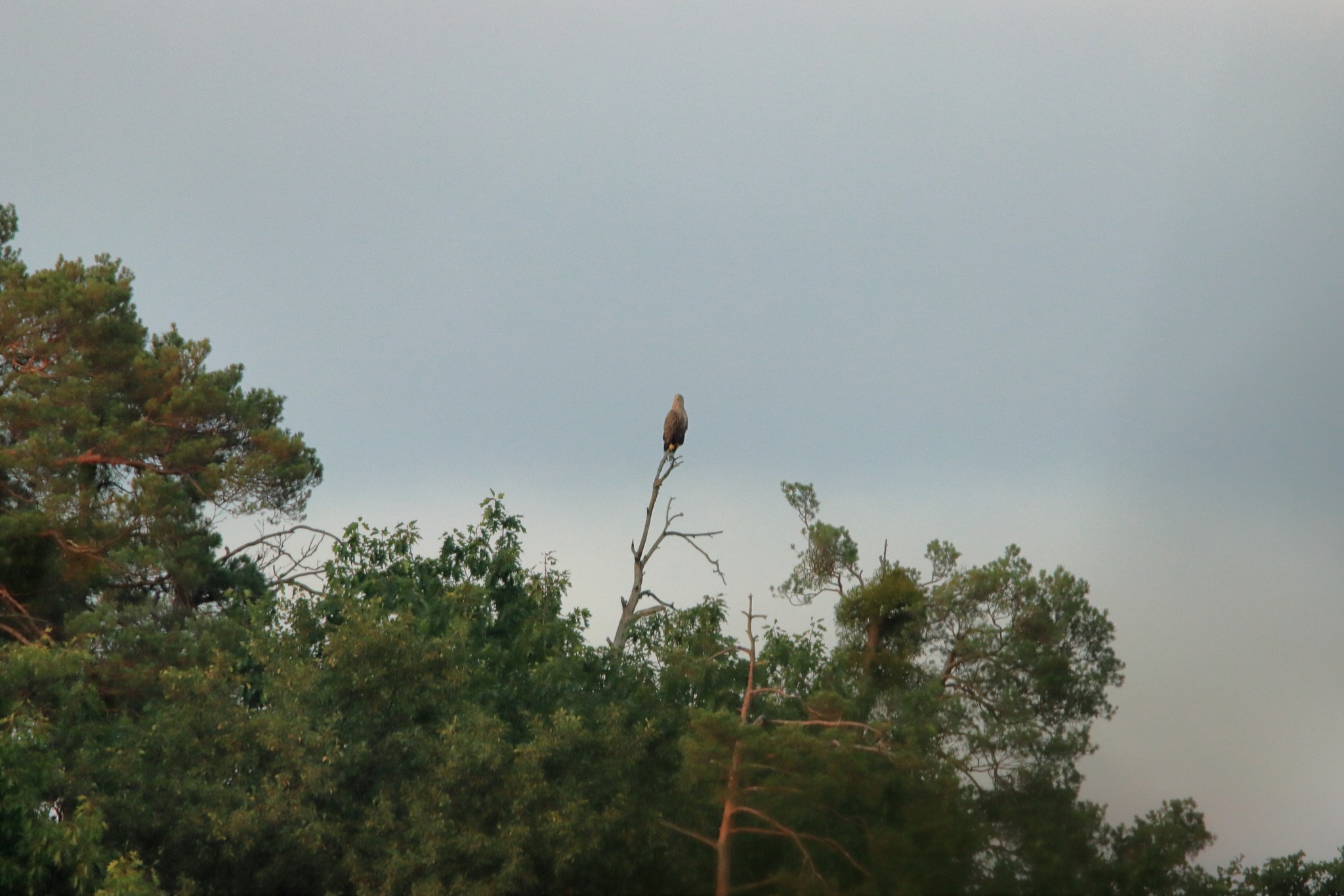 Bielik – królewski strażnik polskiego nieba uchwycony w lasach Nadleśnictwa Dąbrowa Tarnowska
