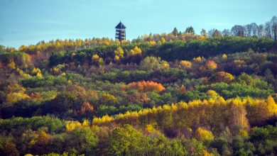Drewniana wieża widokowa stoi na szczycie wzgórza porośniętego kolorowymi drzewami w jesiennych barwach — od zieleni po żółcie i czerwienie. Pod błękitnym niebem rozciąga się panorama lasu w pełni jesieni.
