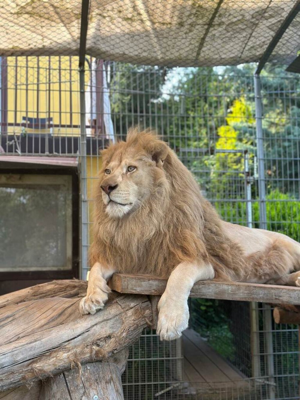 Jak mieszkają czchowskie lwy? / zdjęcia i video