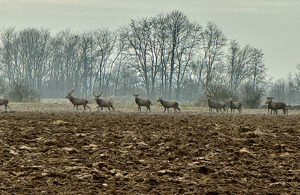 Chmara jeleni na polu w Bielczy / video