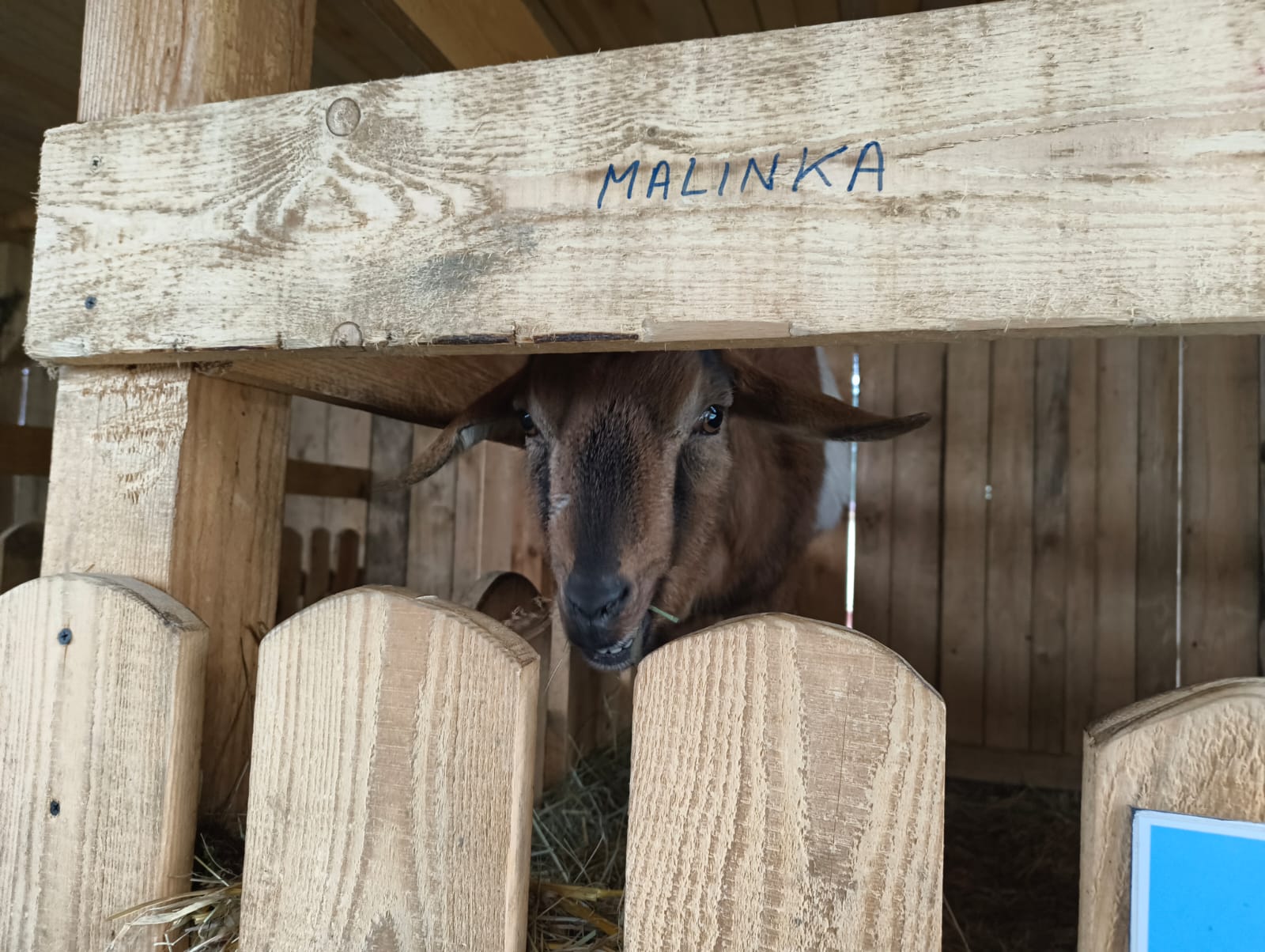 Żywa szopka w Jadownikach / zdjęcia