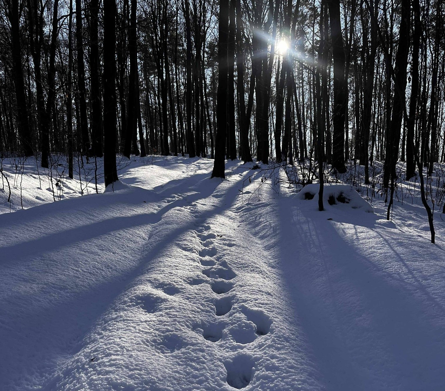 Zimowy Las Okocimski zachęca do odkrywania śladów leśnych mieszkańców