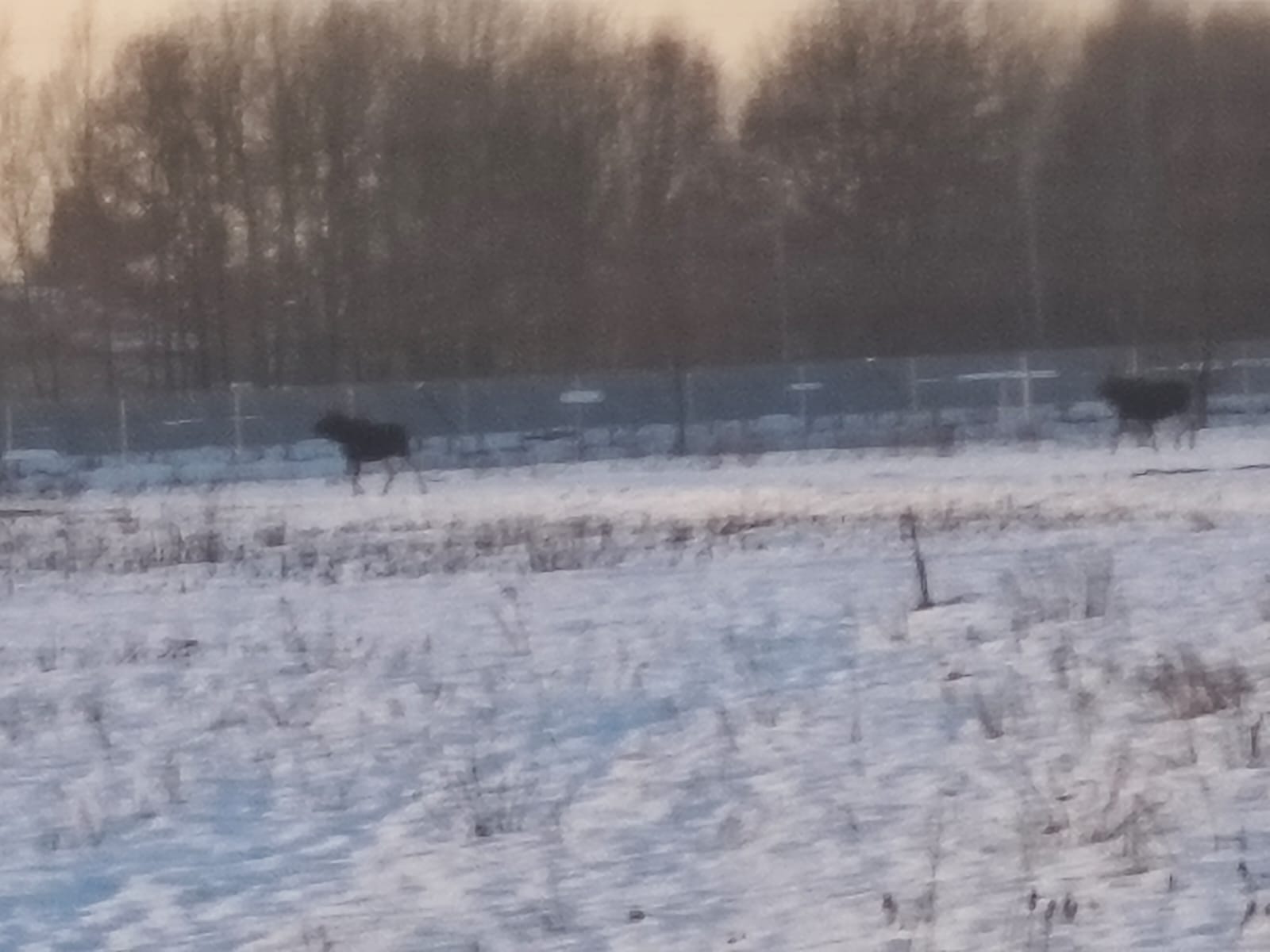 Stado łosi znów pojawiło się w Sterkowcu / zdjęcia