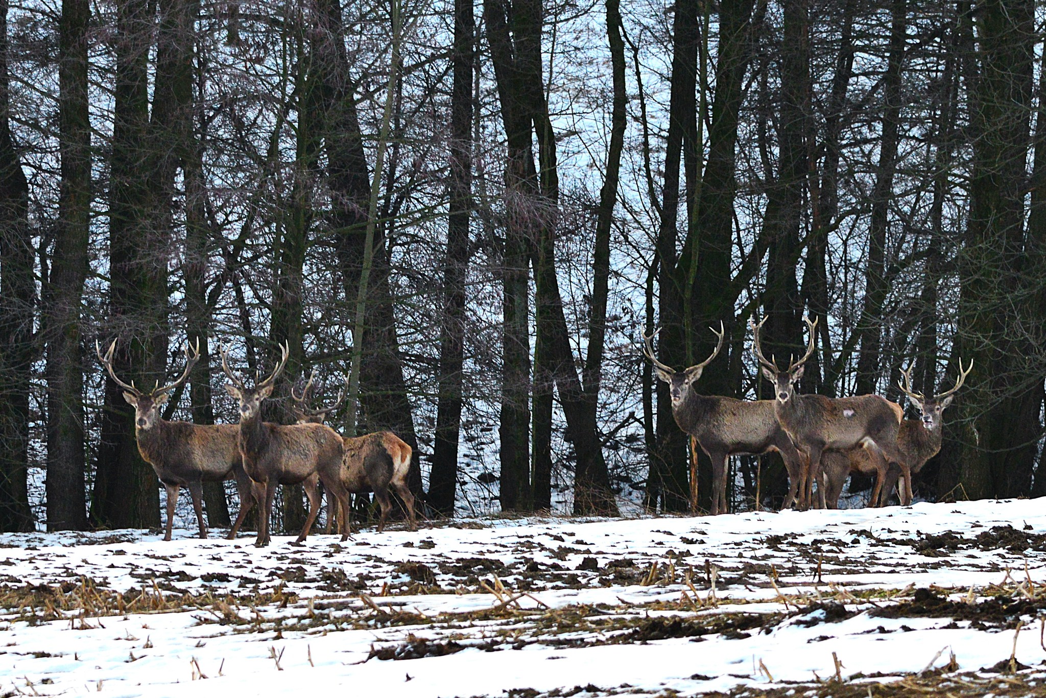 Poranny widok w drodze do pracy – chmara jeleni pomiędzy Jadownikami i Okocimiem