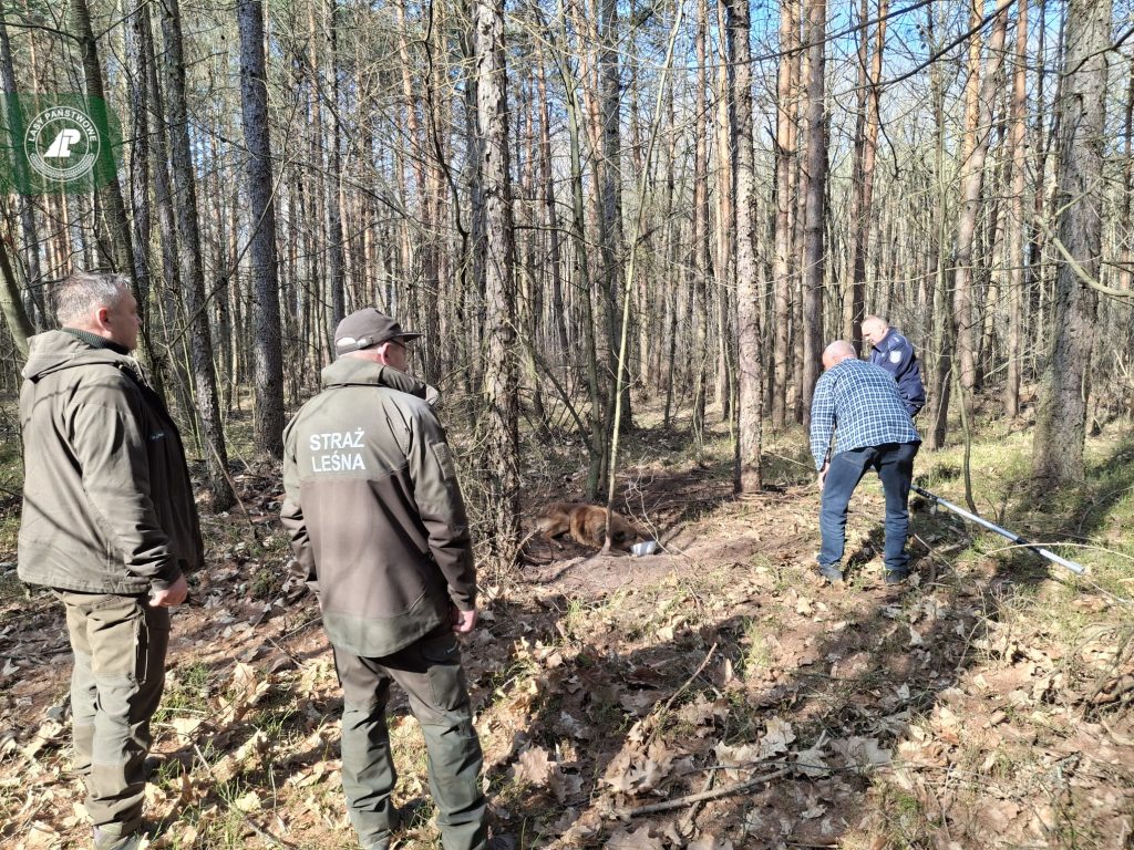 Pies na łańcuchu porzucony w środku lasu. Wstrząsające odkrycie leśniczego w Leśnictwie Szczucin
