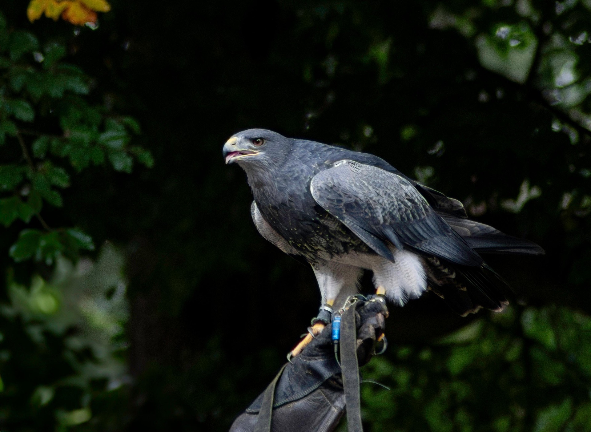 Trzecie ognisko ptasiej grypy w Małopolsce. Tym razem Gmina Wojnicz