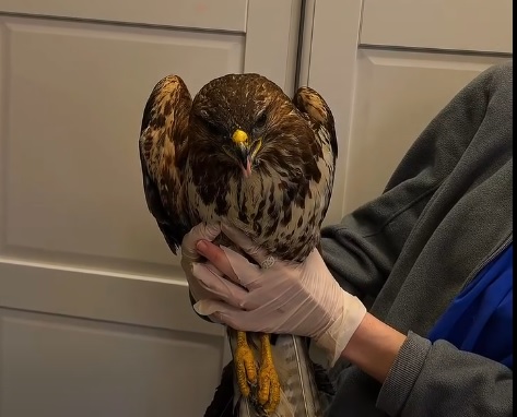 Nadleśnictwo Brzesko. Szczęśliwe zakończenie historii rannego myszołowa