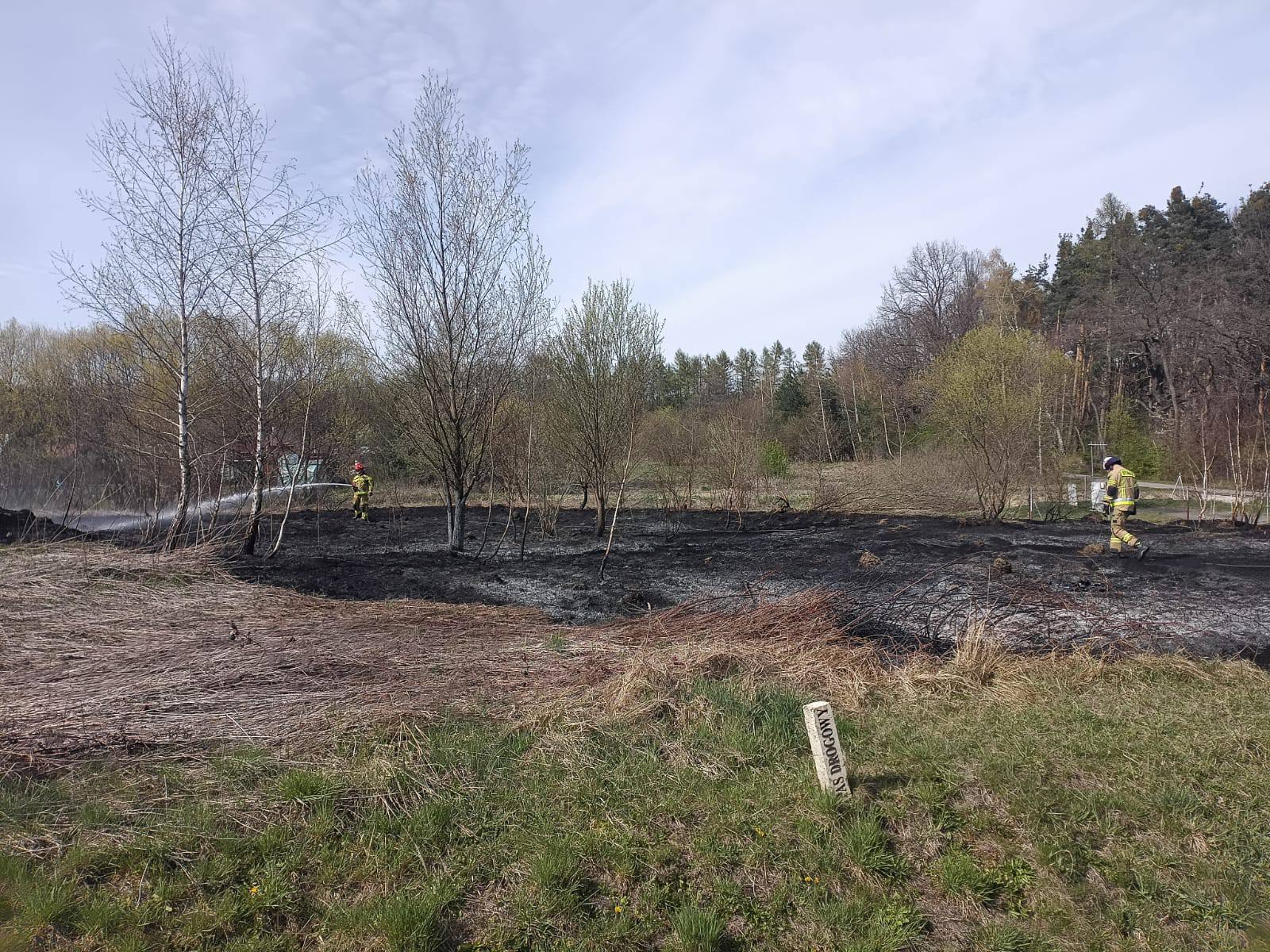 Pożar traw w Brzesku. Strażacy w akcji przy ul. Jodłowskiej