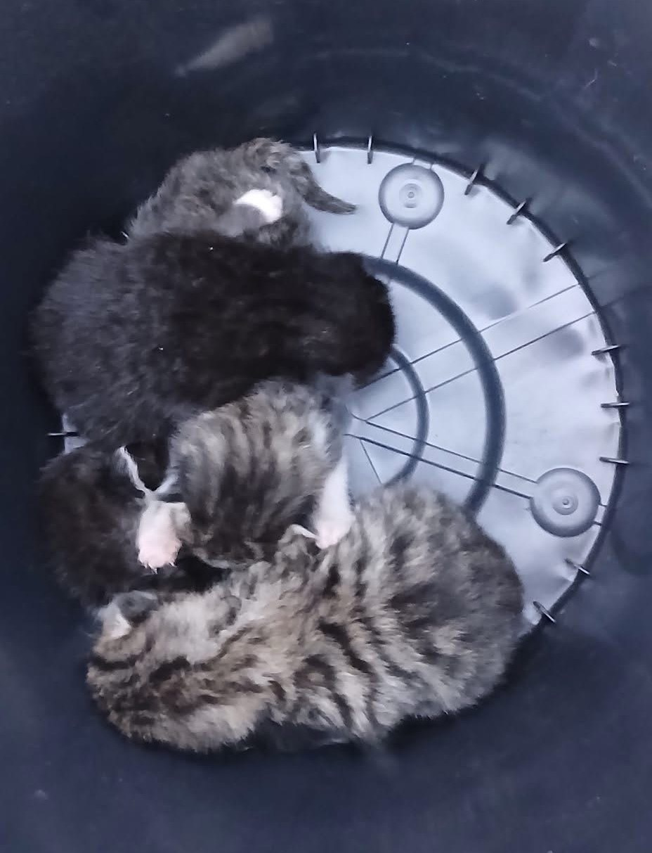 Porzucone kocięta w Mokrzyskach. Apel radnego Dariusza Bruca