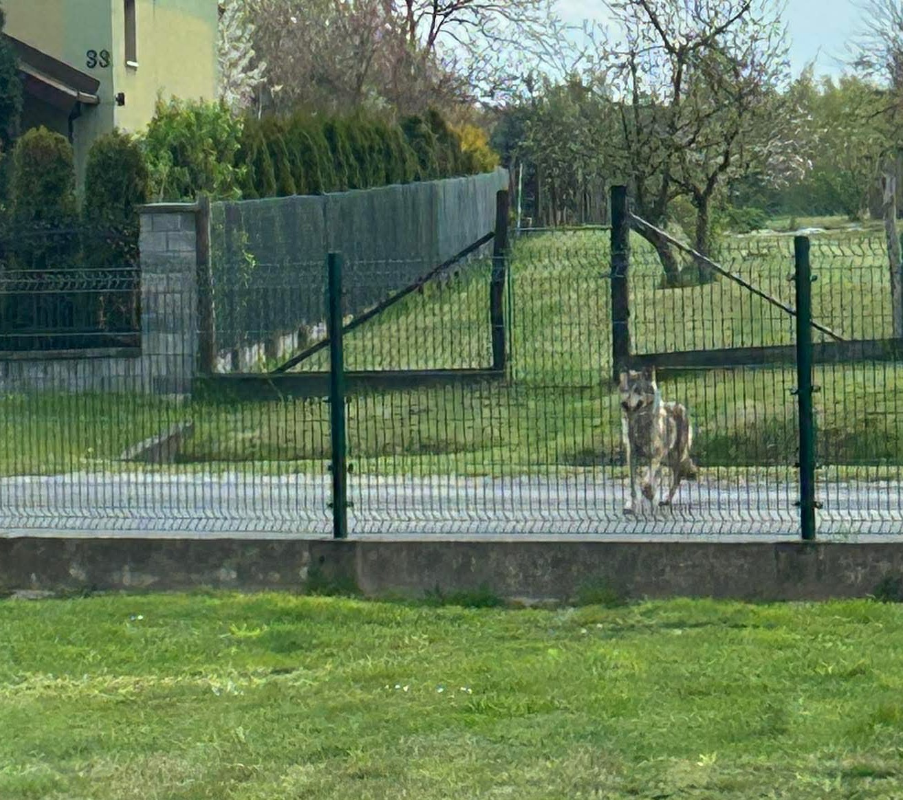 Wilk w centrum Sterkowca / zdjęcia