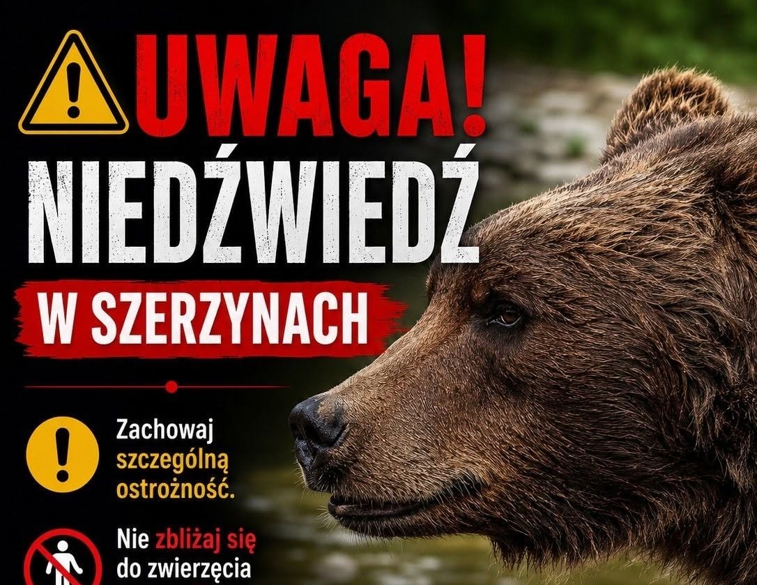 Niedźwiedź w Szarzynach!
