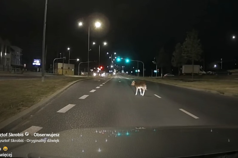 Nietypowa interwencja w Tarnowie. Cielak spacerował ulicą Lwowską / video
