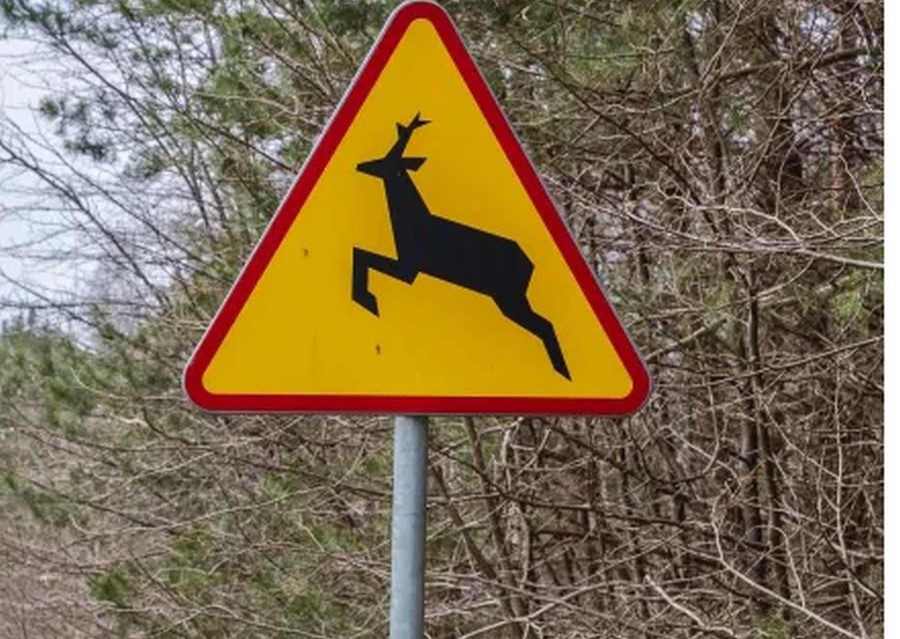 Uwaga na dzikie zwierzęta na drodze