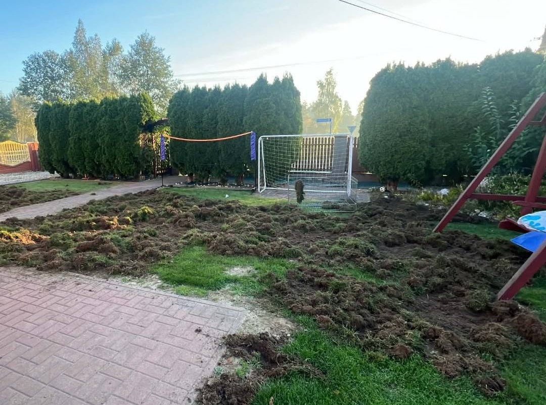 Dziki niszczą uprawy i ogrody. Radny Bruc apeluje: nie dokarmiajmy ich!